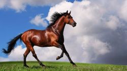 arabian-horse-1600x900-61a6b3e5