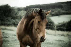 cavallo_liberta